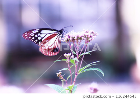 A Monarch butterfly sucking nectar from a Japanese Euonymus japonicus A Monarch butterfly sucking nectar from a Japanese Euonymus japonicus 116244545