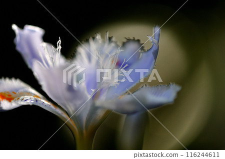 田野和山間盛開的白樺茸花的微距攝影 田野和山間盛開的白樺茸花的微距攝影 116244611