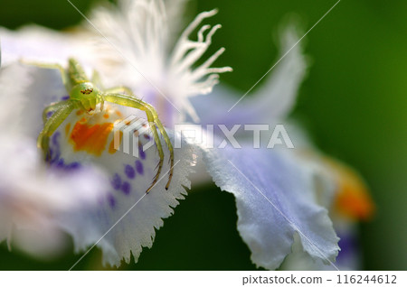 田野和山脈中盛開的白樺茸花的宏觀攝影,上面有一隻小綠蜘蛛 田野和山脈中盛開的白樺茸花的宏觀攝影,上面有一隻小綠蜘蛛 116244612