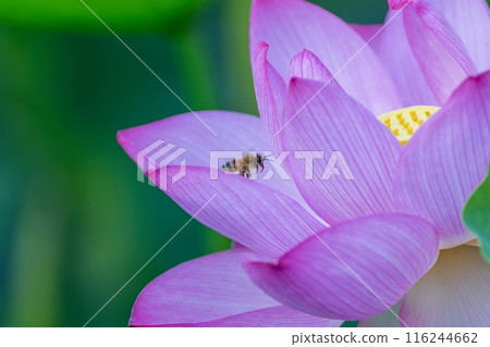 蜜蜂在帶著大量蓮花花粉的花朵周圍飛翔 116244662