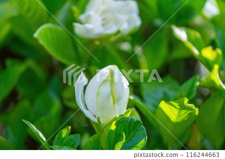 Gardenia flowers starting to bloom quietly 116244663