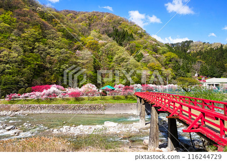 A bridge with red railings and peach blossoms in full bloom [Hirugami Onsenkyo, Nagano Prefecture] 116244729