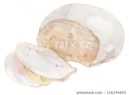 Mozzarella cheese watercolor illustration 116244843