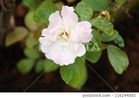 Rose Matilda Rose Matilda 116244883