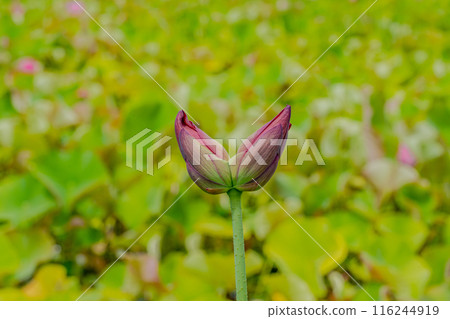 雙頭蓮蓬 116244919