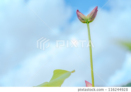 向天空伸展的雙頭蓮花 116244928