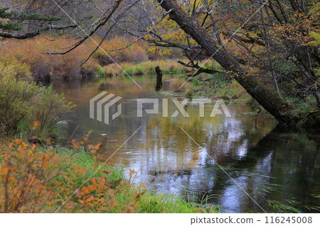 Colorful autumn leaves Colorful autumn leaves 116245008
