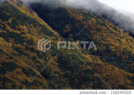 Colorful autumn leaves 116245020