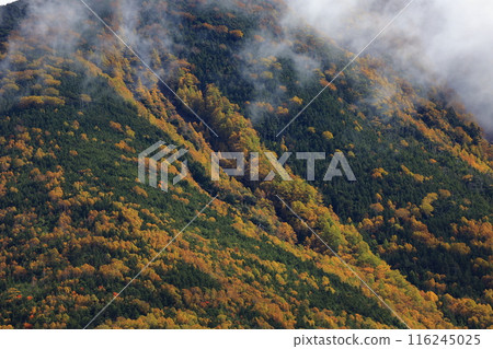 Colorful autumn leaves 116245025