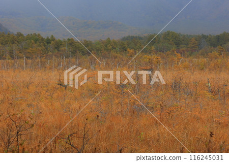 Colorful autumn leaves Colorful autumn leaves 116245031
