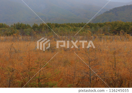 Colorful autumn leaves 116245035