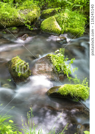 Fresh greenery in the forest - Eco image (Oku-Daisen) Fresh greenery in the forest - Eco image (Oku-Daisen) 116245140