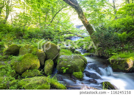 Fresh greenery in the forest - Eco image (Oku-Daisen) 116245158