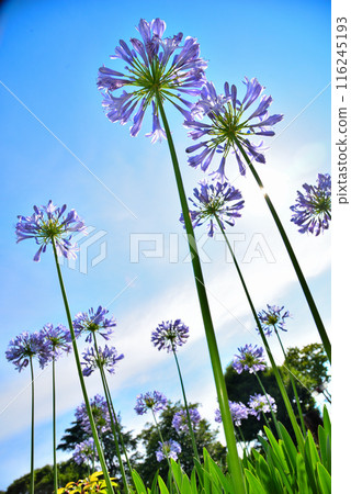 Agapanthus flowers in the blue sky Agapanthus flowers in the blue sky 116245193