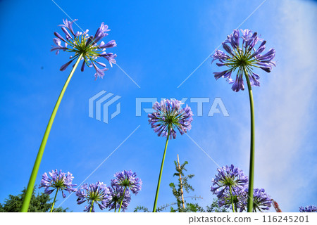 Agapanthus flowers in the blue sky Agapanthus flowers in the blue sky 116245201