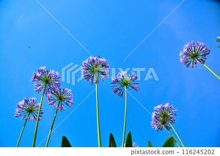 Agapanthus flowers in the blue sky 116245202