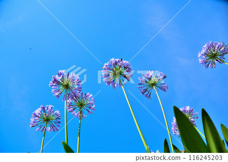 百子蓮花在藍天 116245203