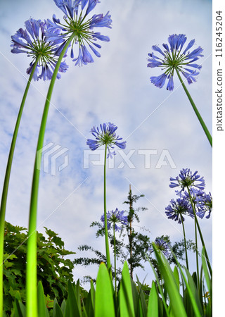 Agapanthus flowers in the blue sky Agapanthus flowers in the blue sky 116245204