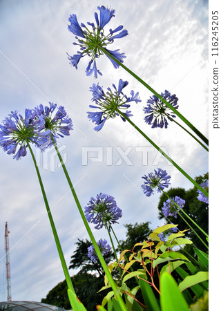 Agapanthus flowers in the blue sky Agapanthus flowers in the blue sky 116245205