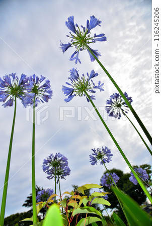 Agapanthus flowers in the blue sky Agapanthus flowers in the blue sky 116245206