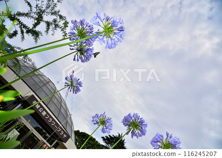 Agapanthus flowers in the blue sky Agapanthus flowers in the blue sky 116245207