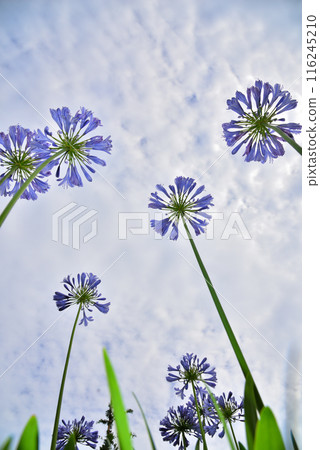 百子蓮花在藍天 116245210