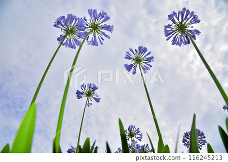 Agapanthus flowers in the blue sky 116245213