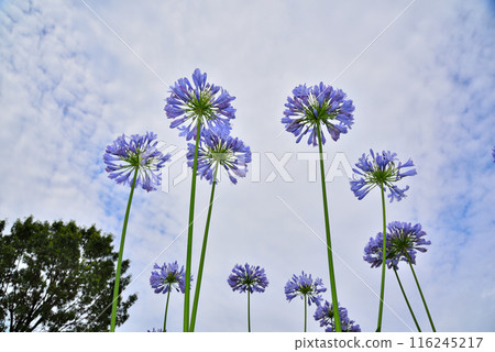 Agapanthus flowers in the blue sky 116245217