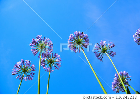 Agapanthus flowers in the blue sky 116245218