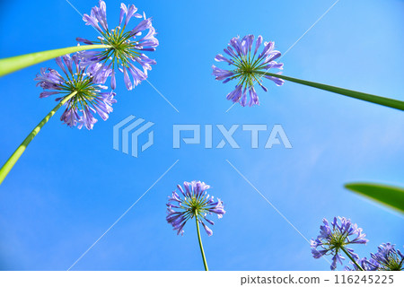 Agapanthus flowers in the blue sky 116245225