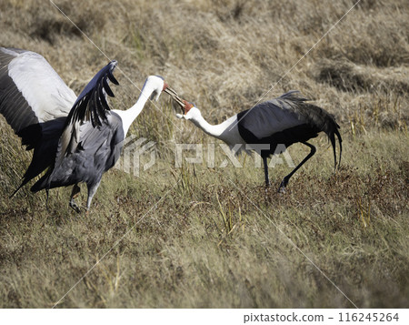 Wattled Crane Mate 116245264