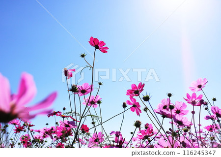 波斯菊開花發光在藍天 波斯菊開花發光在藍天 116245347