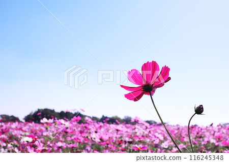 波斯菊開花發光在藍天 波斯菊開花發光在藍天 116245348