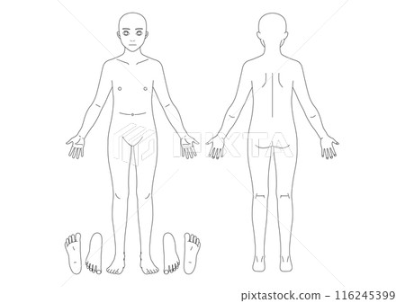 [Medical] Human body diagram for checking physical condition during hospitalization, admission, and examination 116245399