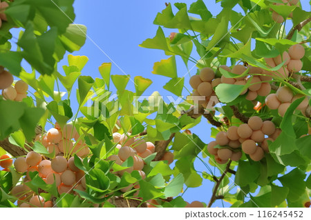 Many ginkgo nuts ripen Many ginkgo nuts ripen 116245452