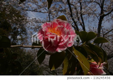 Tsubaki Hikaru Genji 22 Tsubaki Hikaru Genji 22 116245456