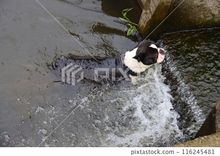 Mighty, a Boston terrier, swimming in an irrigation canal in Satoyama 116245481