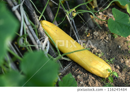 Cucumbers for seeding next season Cucumbers for seeding next season 116245484