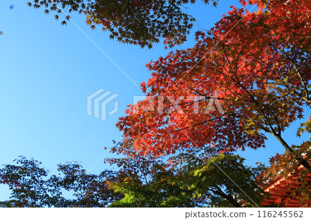 Autumn leaves of Naritasan Shinshoji Temple 116245562