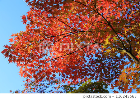 Autumn leaves of Naritasan Shinshoji Temple 116245563