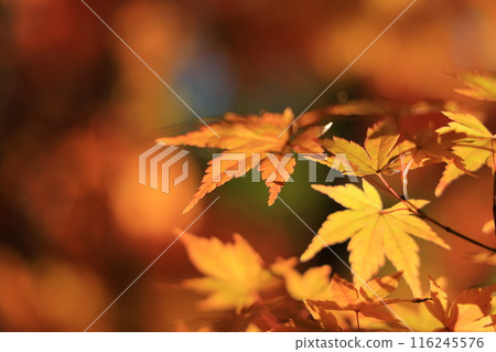 Autumn leaves of Naritasan Shinshoji Temple 116245576