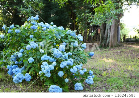 有藍色繡球花的花園，初夏 116245595