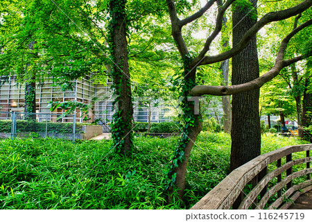 東京杉併區中央圖書館雷丁森林公園風景 東京杉併區中央圖書館雷丁森林公園風景 116245719