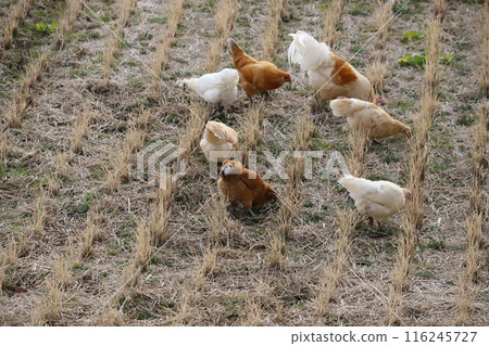 Chickens roaming the rice fields Chickens roaming the rice fields 116245727