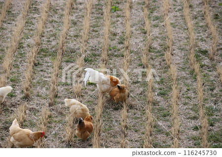 Chickens roaming the rice fields Chickens roaming the rice fields 116245730