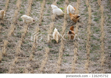 Chickens roaming the rice fields Chickens roaming the rice fields 116245732