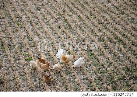 Chickens roaming the rice fields 116245734