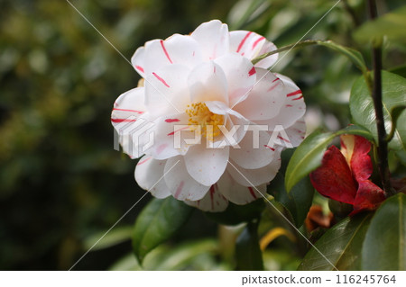 山茶花⑧ 山茶花⑧ 116245764