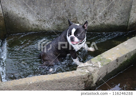Mighty the Boston terrier playing in an irrigation canal in Satoyama 116246288