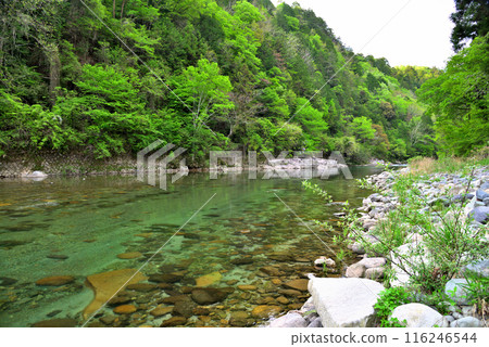 [岐阜縣] 中津川市福岡羅馬谷的新綠 116246544